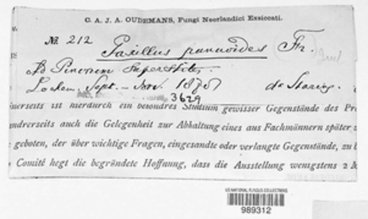 Tapinella image